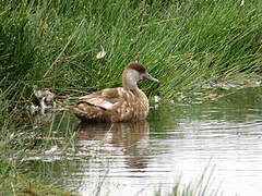 Red-crested Pochard