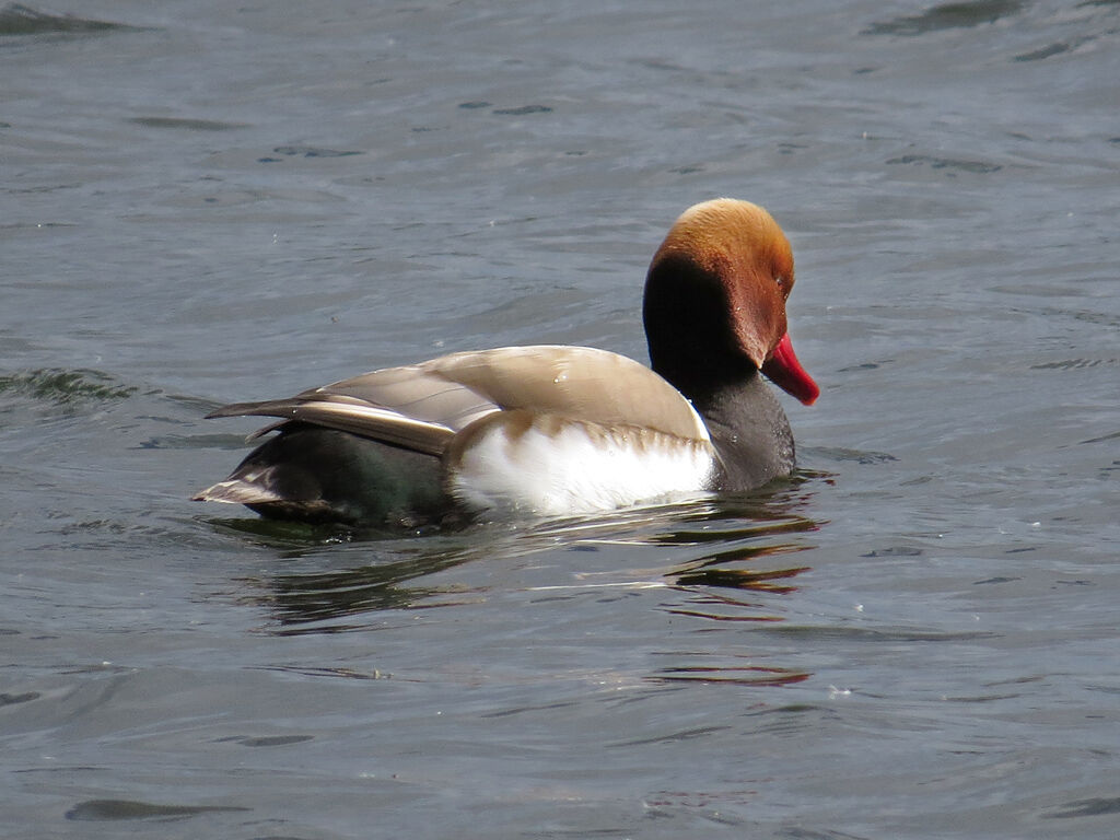 Nette rousse