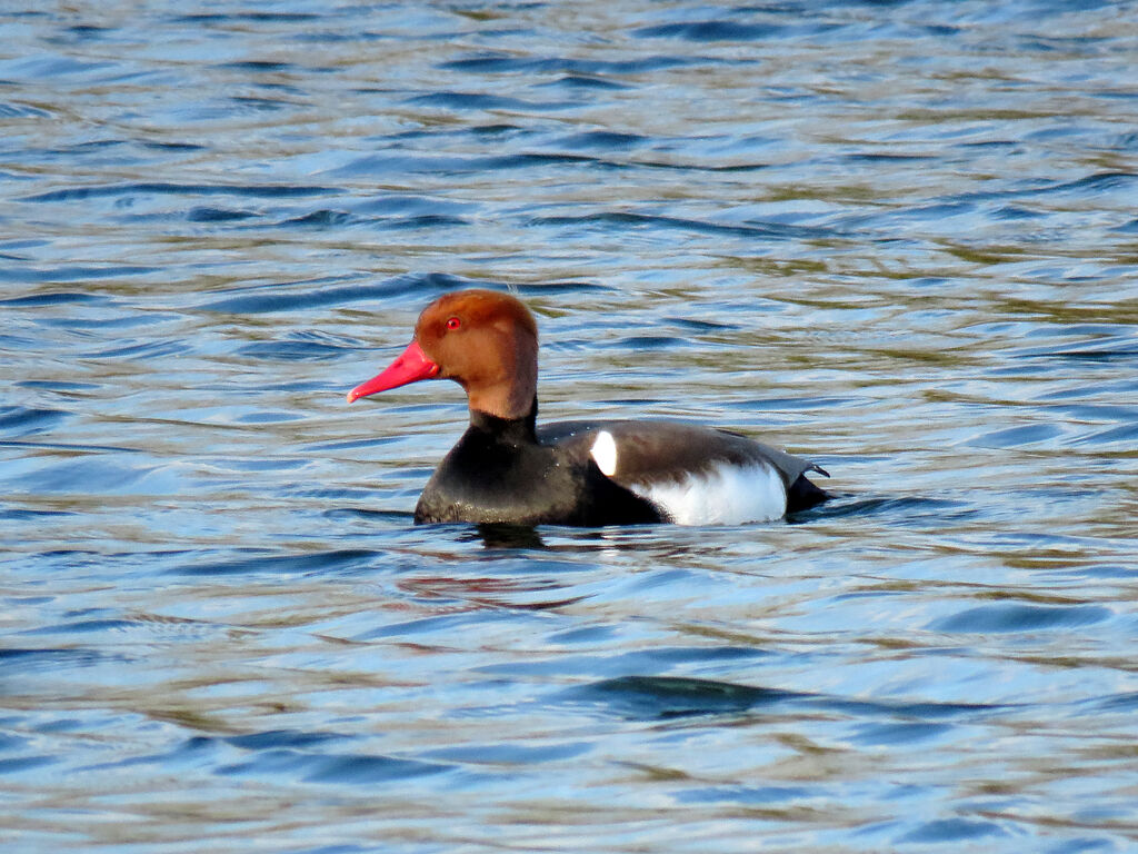 Nette rousse