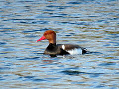 Red-crested Pochard