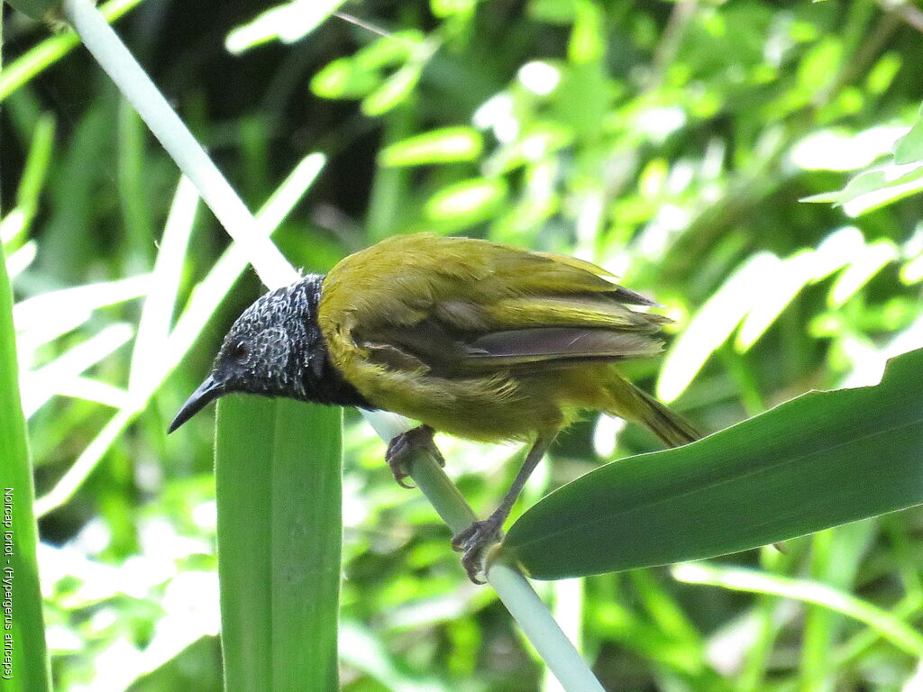 Oriole Warbler