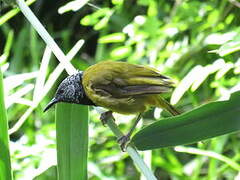 Oriole Warbler