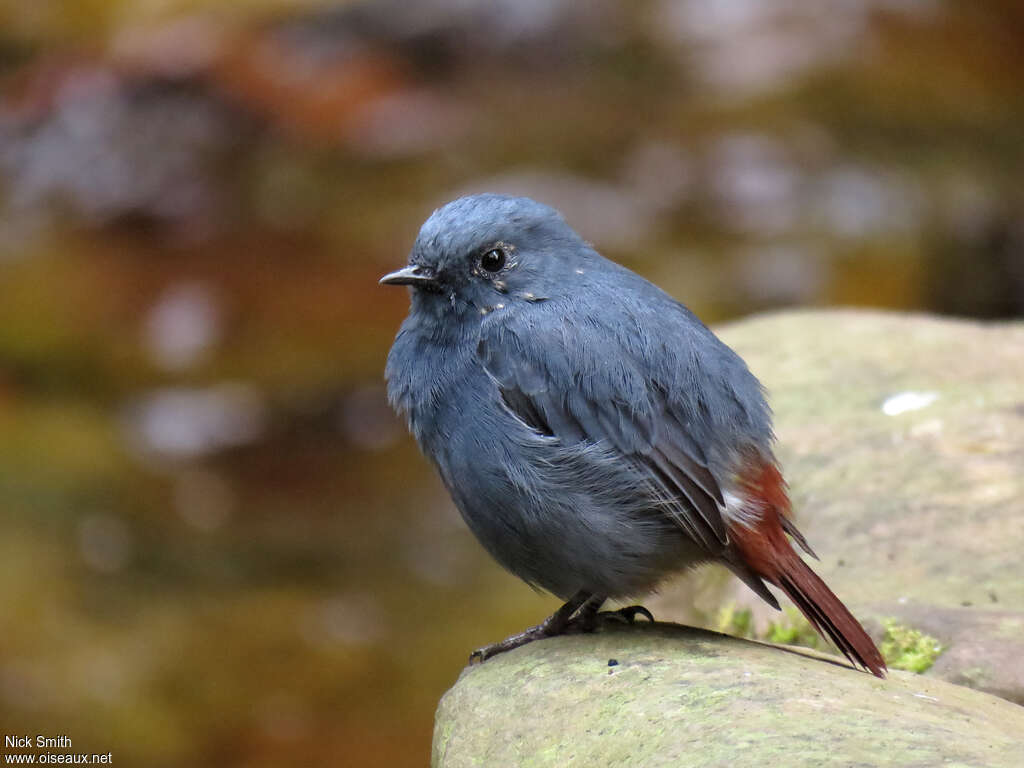 Plumbeous Water Redstart male adult, identification