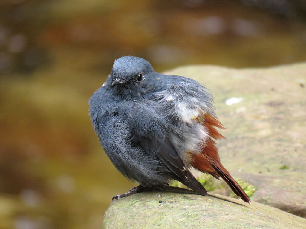 Plumbeous Water Redstart male adult