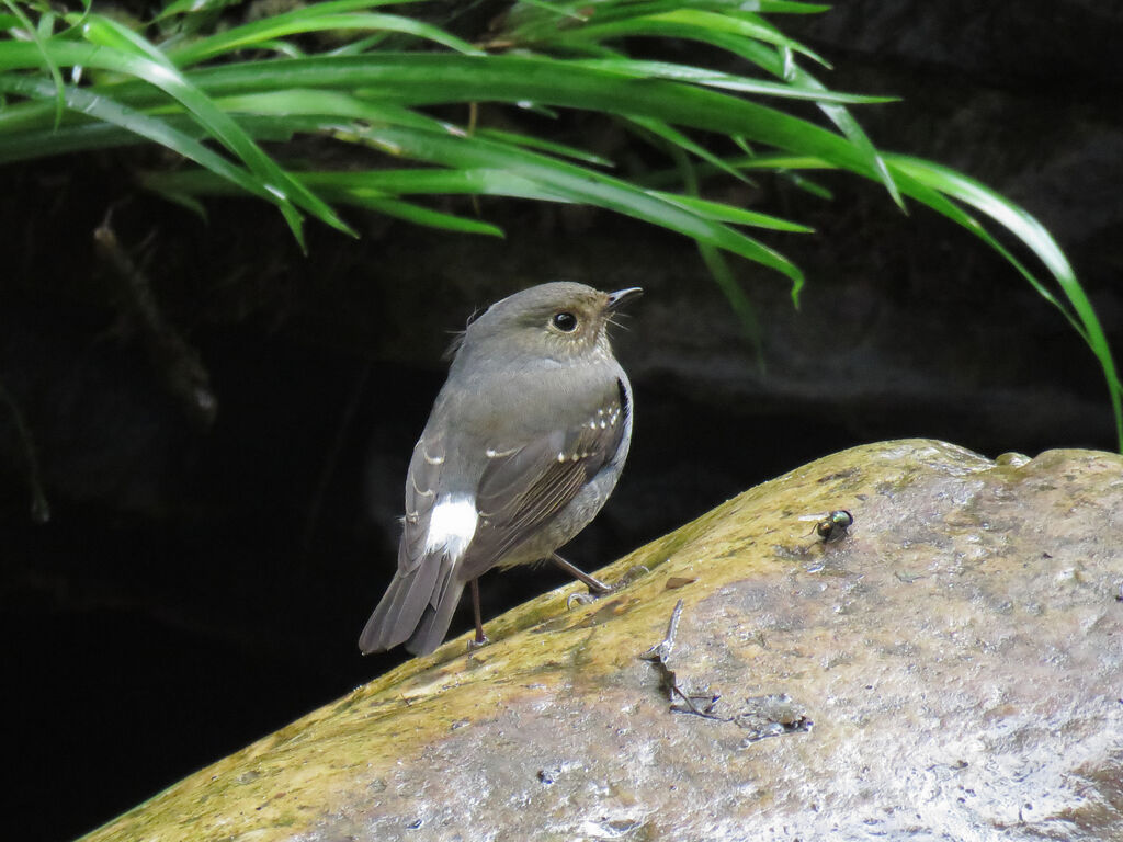 Plumbeous Water Redstart female adult