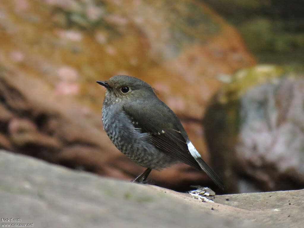 Plumbeous Water Redstart female adult, identification