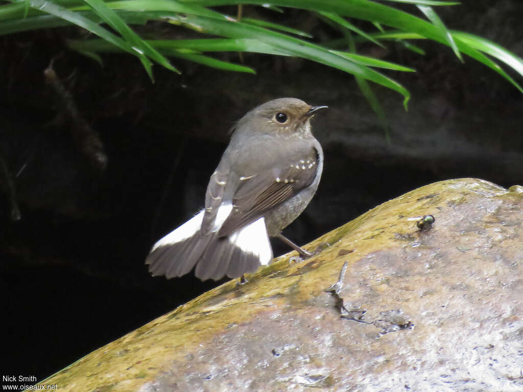 Plumbeous Water Redstart female adult, pigmentation, Behaviour