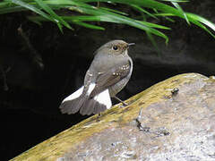 Plumbeous Water Redstart