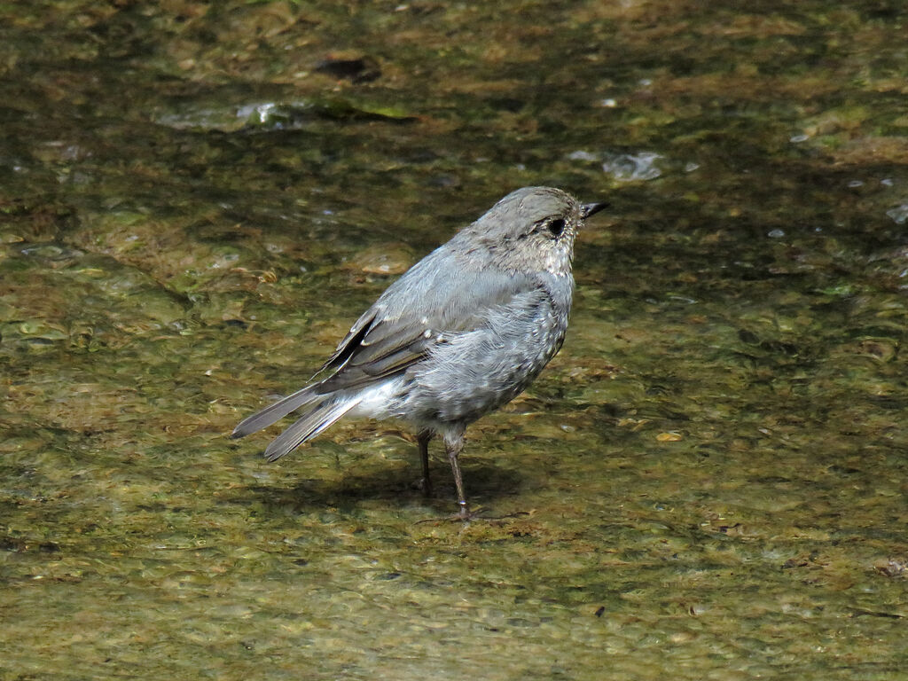 Plumbeous Water Redstart female immature