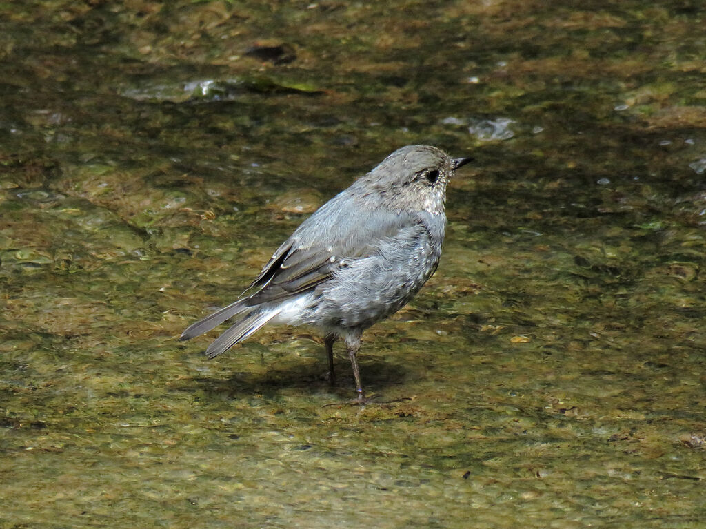 Nymphée fuligineuse femelle immature