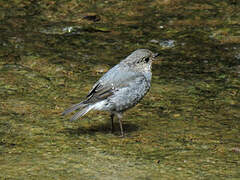 Plumbeous Water Redstart