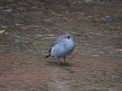 Plumbeous Water Redstart