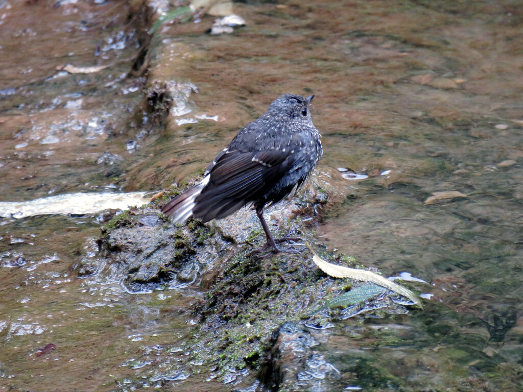 Plumbeous Water Redstart male immature