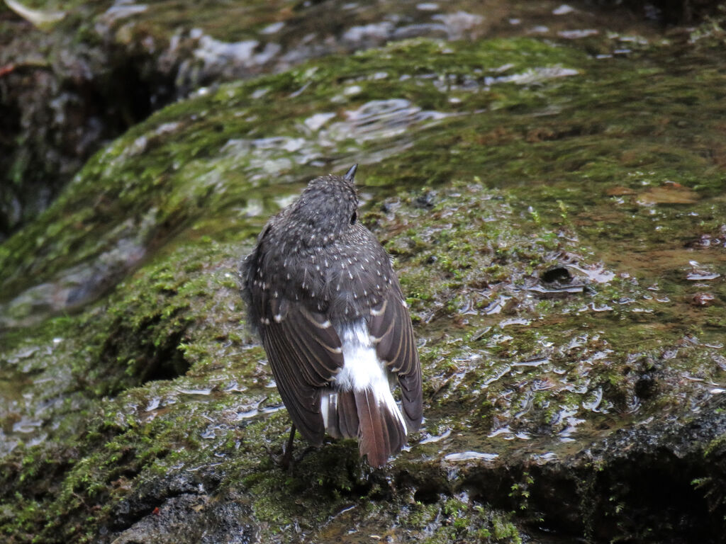 Plumbeous Water Redstart male immature