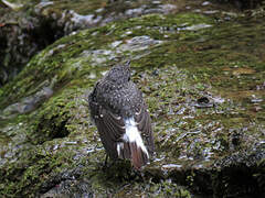 Plumbeous Water Redstart