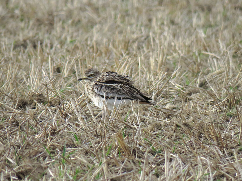 Eurasian Stone-curlew