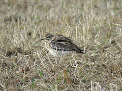 Eurasian Stone-curlew