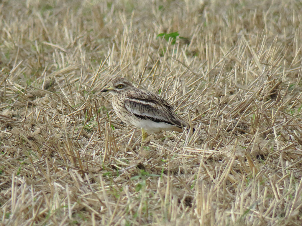 Eurasian Stone-curlew