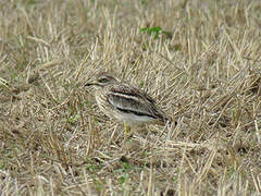 Eurasian Stone-curlew