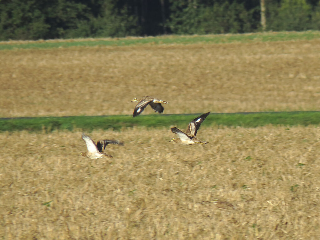 Eurasian Stone-curlew