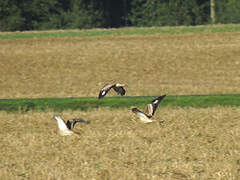 Eurasian Stone-curlew