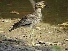 Senegal Thick-knee