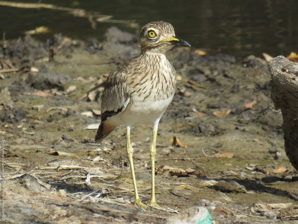 Senegal Thick-knee