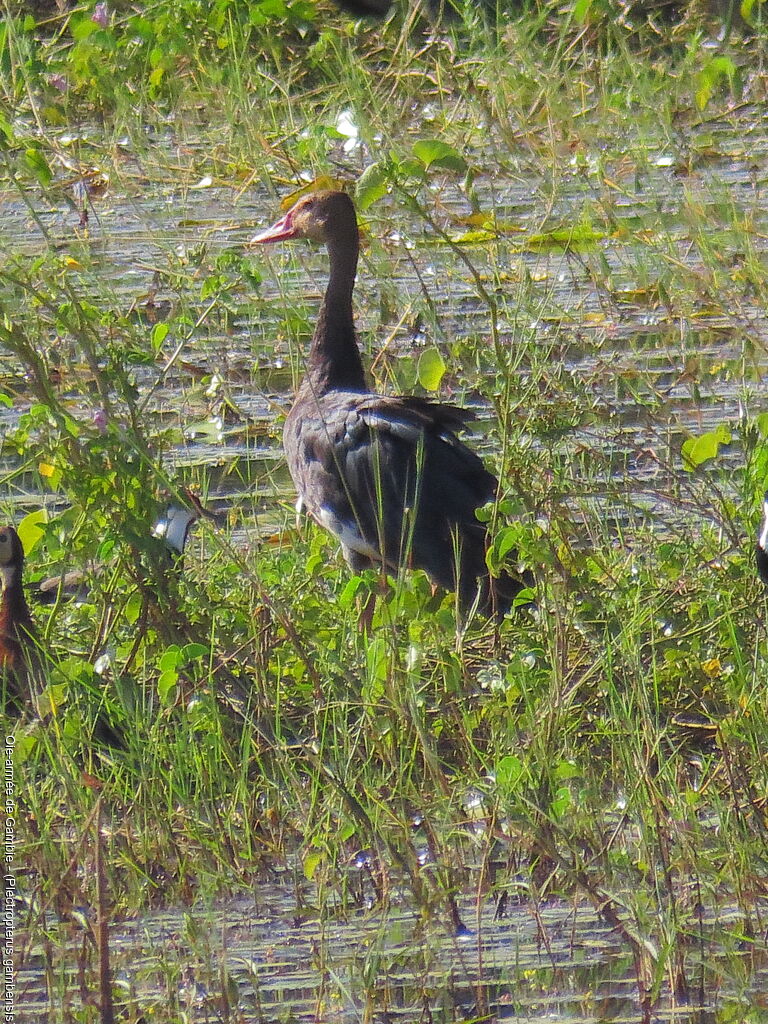 Spur-winged Goose