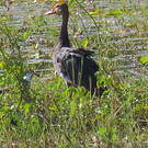 Oie-armée de Gambie