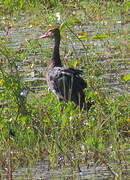 Spur-winged Goose