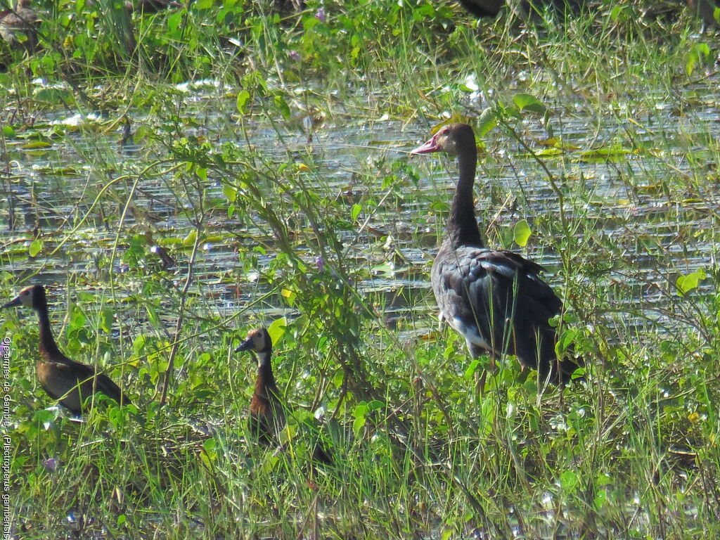 Spur-winged Goose female