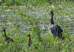 Spur-winged Goose