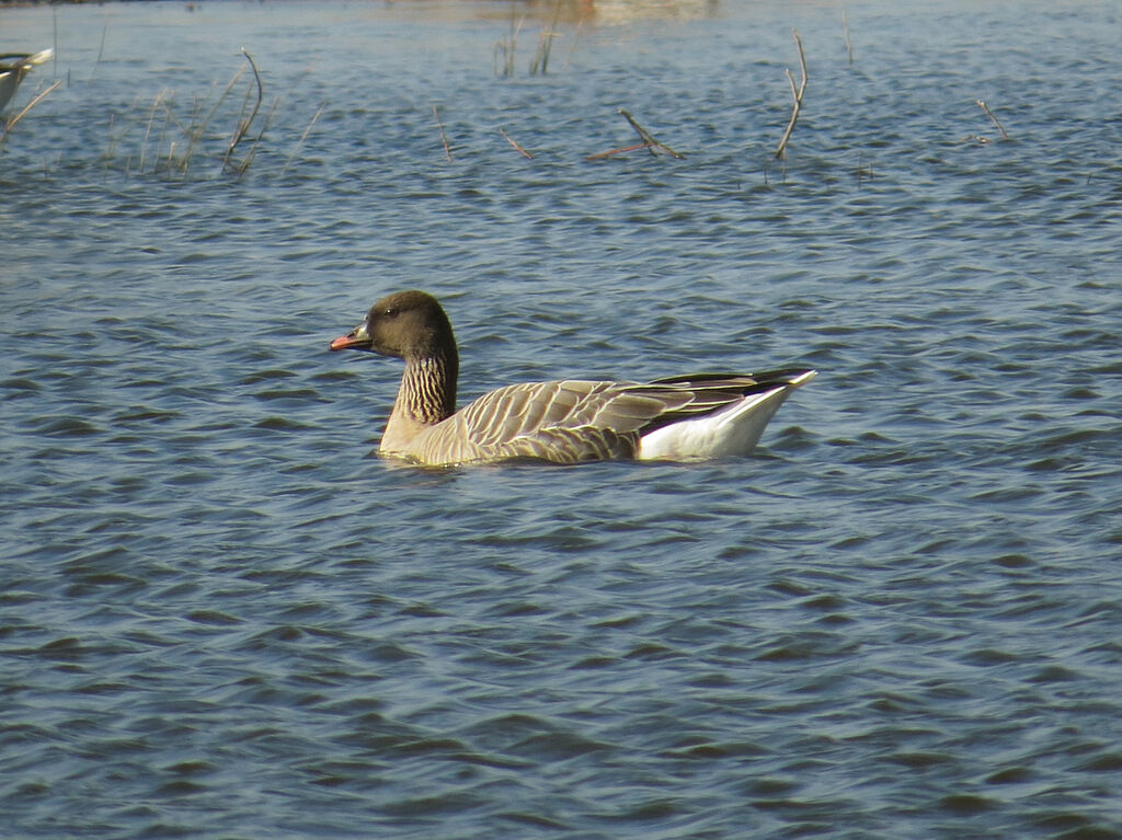 Pink-footed Goose