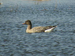 Pink-footed Goose