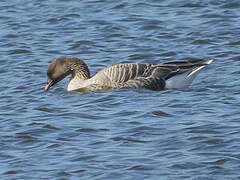 Pink-footed Goose