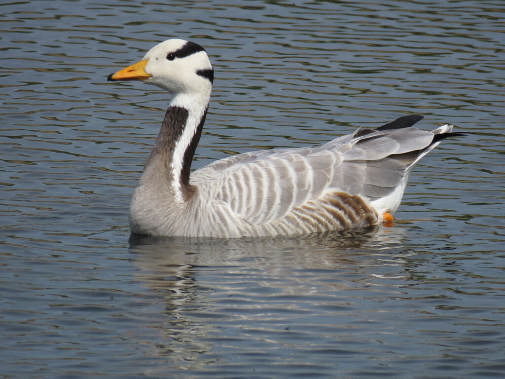 Bar-headed Goose