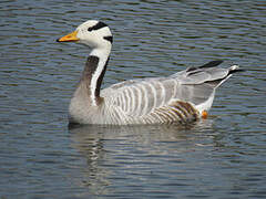 Bar-headed Goose