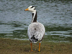 Bar-headed Goose