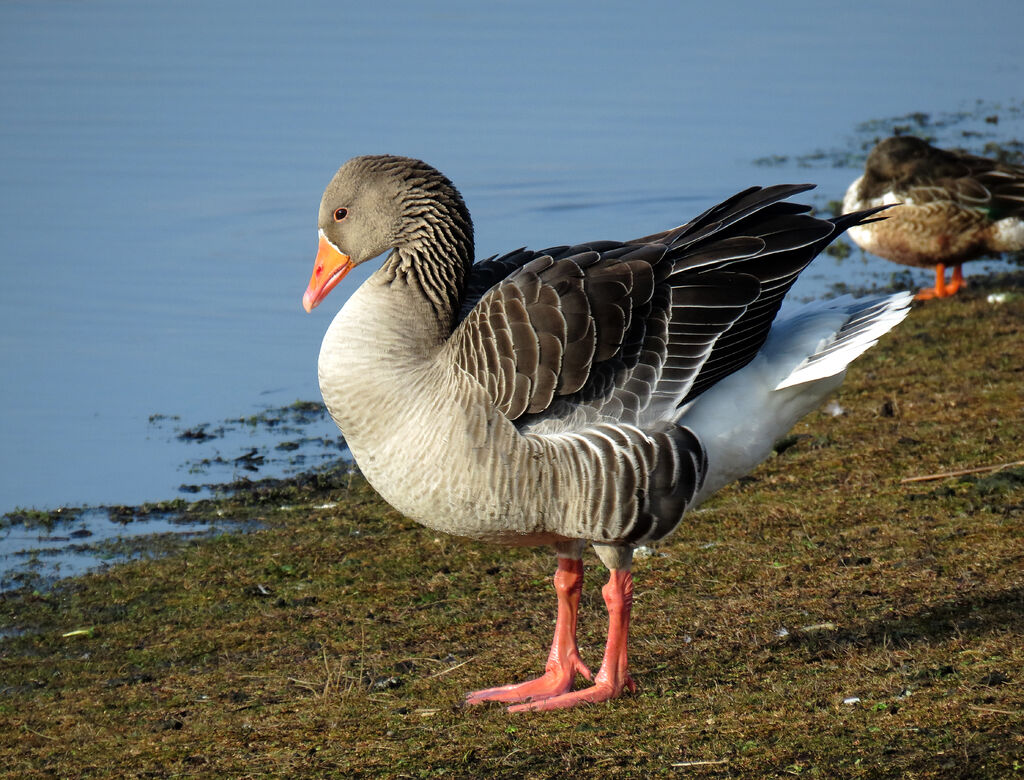 Greylag Goose