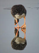 Greylag Goose