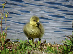 Greylag Goose