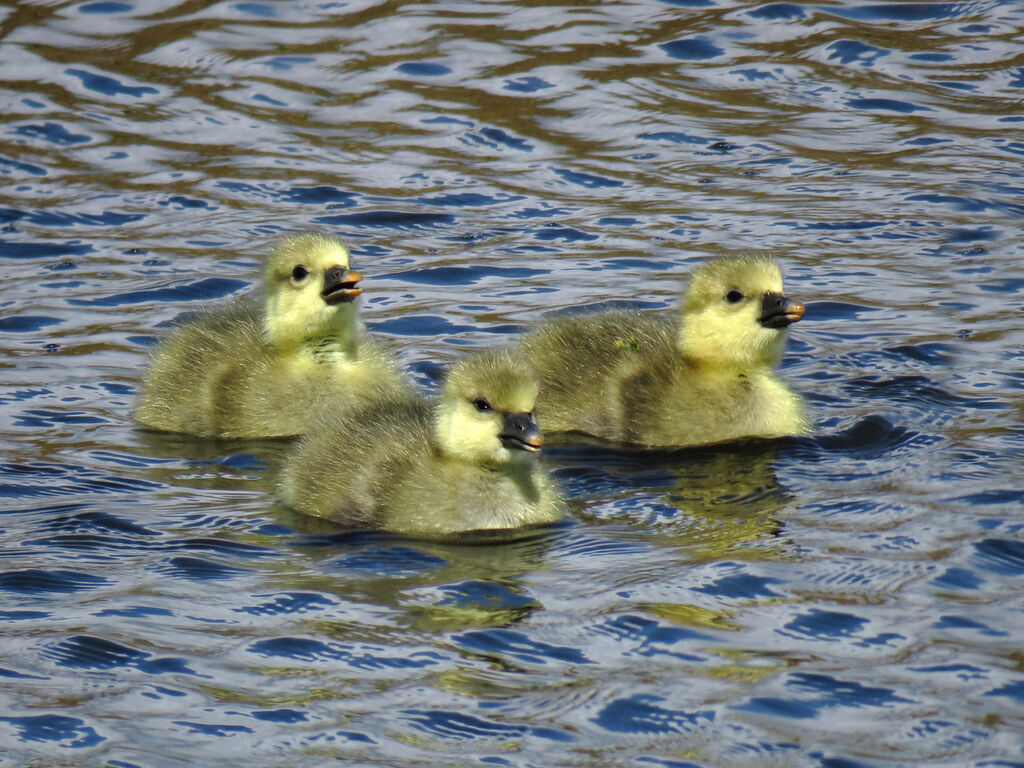 Greylag Goosejuvenile