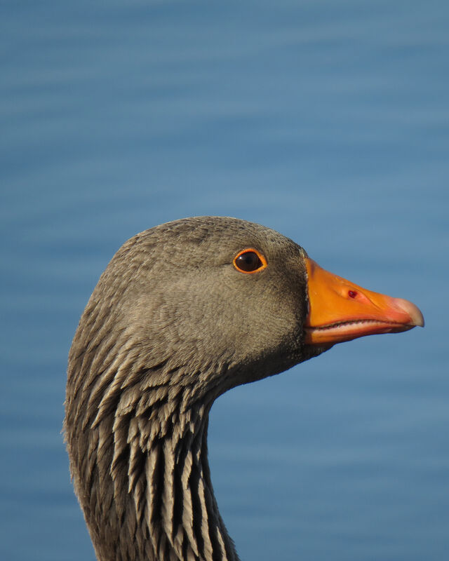 Greylag Goose, close-up portrait