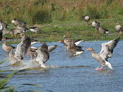 Greylag Goose