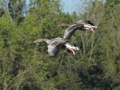 Greylag Goose