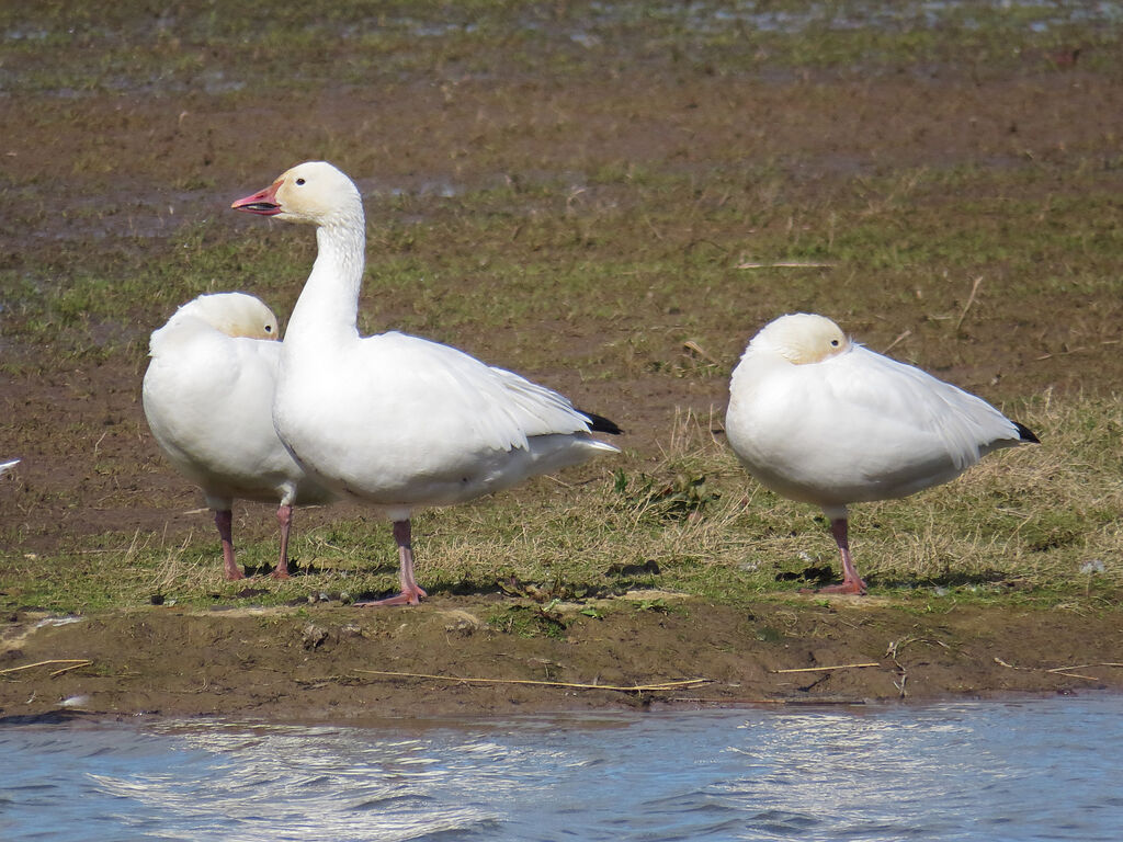 Snow Goose