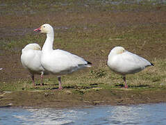 Snow Goose