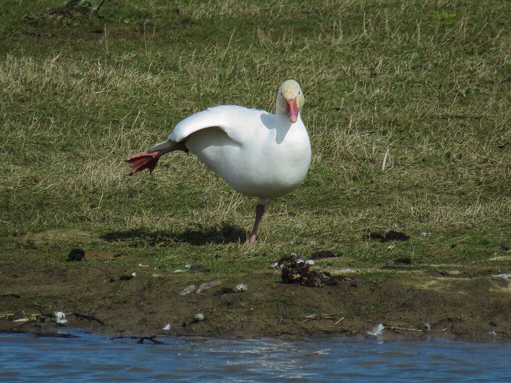 Snow Goose