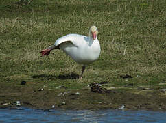 Snow Goose