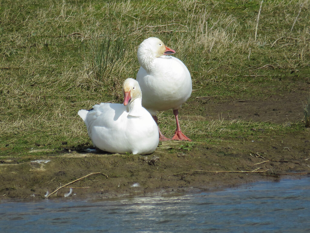 Snow Goose